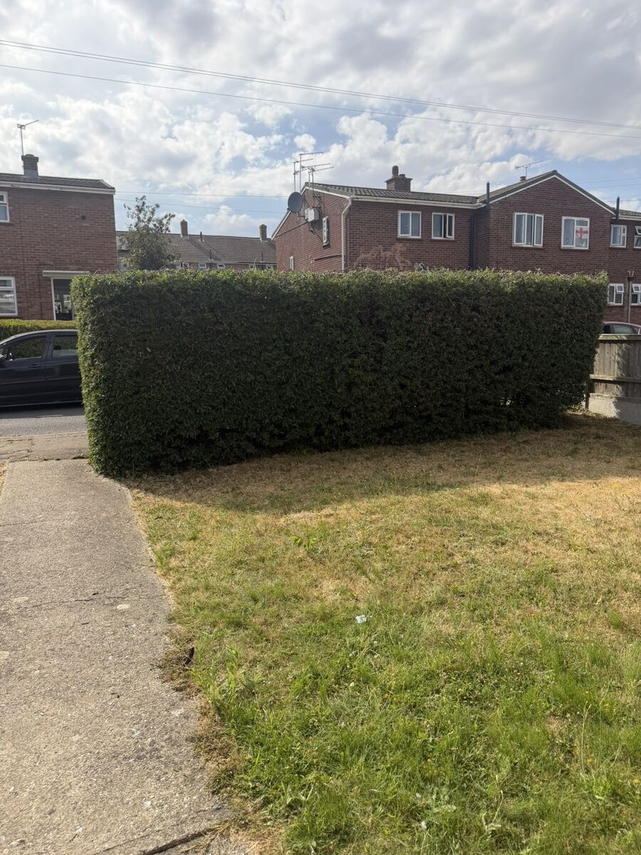 Large overgrown hedge ready for cutting
